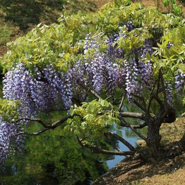 Glicynia kwiecista - Wisteria floribunda