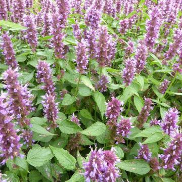 Kłosowiec Beelicious Purple Agapd