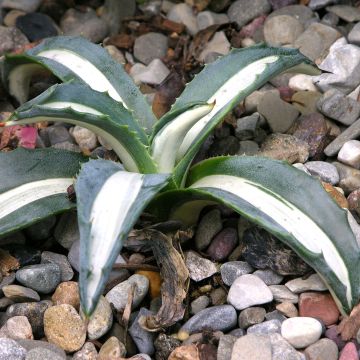 Agawa amerykańska mediopicta Alba