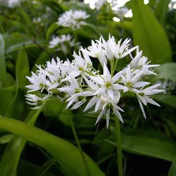 Allium ursinum - Czosnek niedźwiedzi