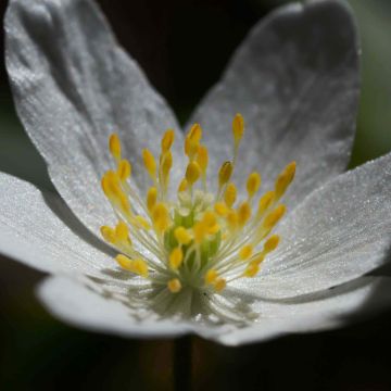 Zawilec gajowy - Anemone nemorosa