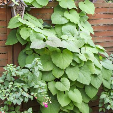 Aristolochia macrophylla - Kokornak wielkolistny