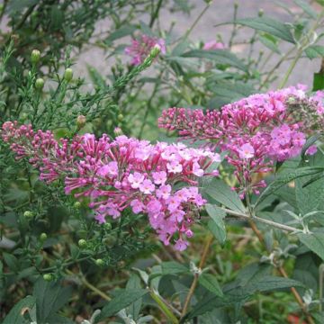 Budleja Dawida Pink Delight