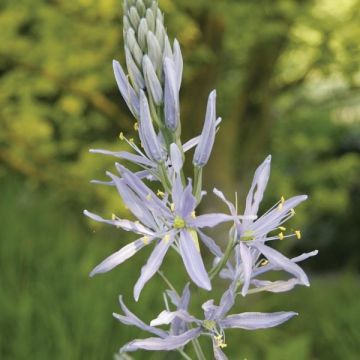Kamasja Cusicka - Camassia cusickii