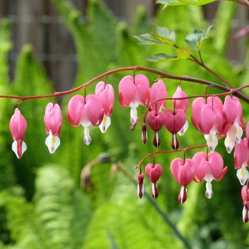 Serduszka okazała - Dicentra spectabilis