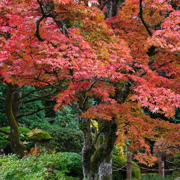 Acer palmatum - Klon palmowy