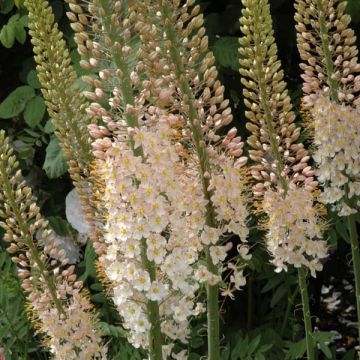 Eremurus robustus - pustynnik olbrzymi