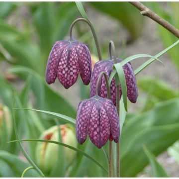 Szachownica kostkowata - Fritillaria meleagris
