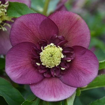 Ciemiernik wschodni Anemone Red