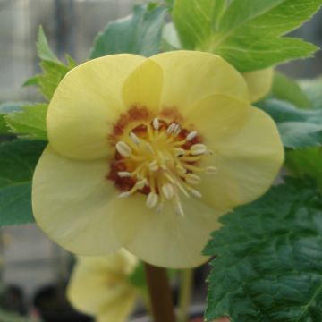 Ciemiernik wschodni Super Yellow Red Center