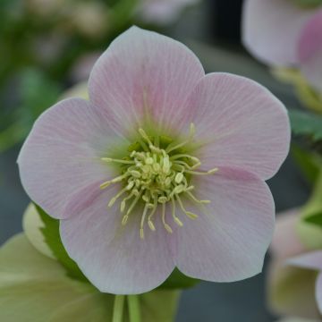 Ciemiernik wschodni Pink
