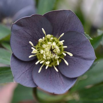 Ciemiernik wschodni Slaty Blue