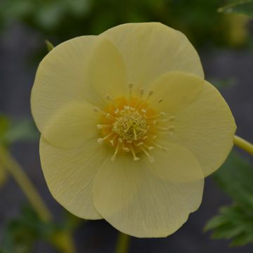 Ciemiernik wschodni Super Yellow