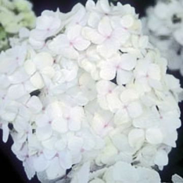 Hortensja ogrodowa Bichon Blanc