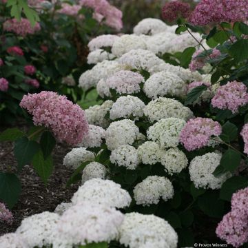 Hortensja krzewiasta Bellaragazza Blanchetta