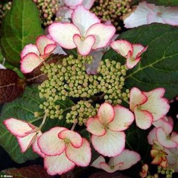 Hortensja ogrodowa Dolce Kiss