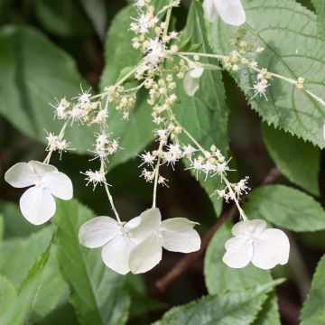 Hydrangea heteromalla - Hortensja otulona