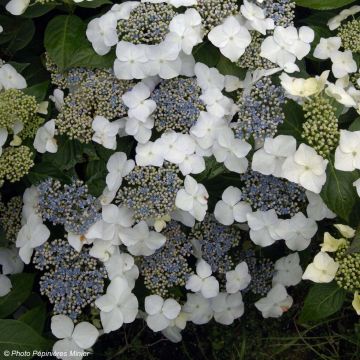 Hortensja ogrodowa Great Star Blanc Bleu