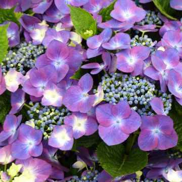Hortensja ogrodowa Royalty Kardinal Violet