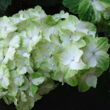 Hortensja ogrodowa Magical Jade
