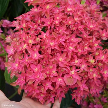 Hortensja ogrodowa Princess Diana