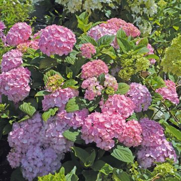 Hortensja ogrodowa So Long Rosy