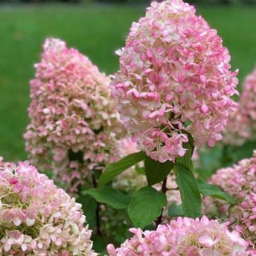 Hortensja bukietowa Pinkachu