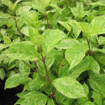 Hortensja bukietowa Shikoku Flash