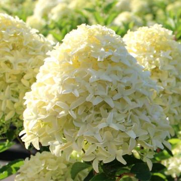 Hortensja bukietowa White Light