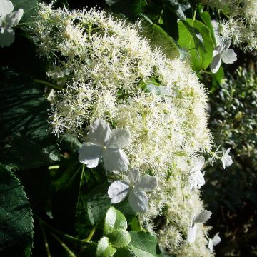 Hydrangea anomala subsp. petiolaris - Hortensja pnąca
