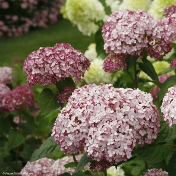 Hortensja krzewiasta Sweet Annabelle