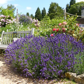 Lawenda wąskolistna Hidcote