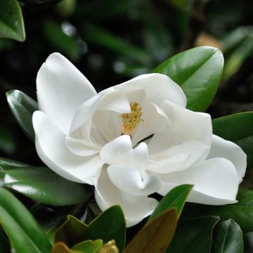 Magnolia wielkokwiatowa - Magnolia grandiflora