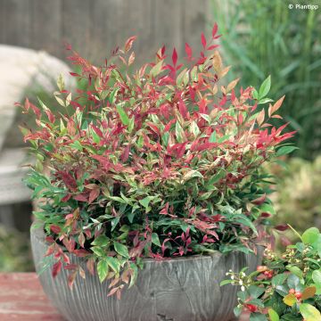 Nandina domowa Red Light