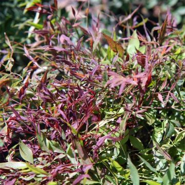 Nandina domowa Sienna Sunrise Monfar