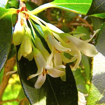 Osmantus Burkwooda - Osmanthus burkwoodii