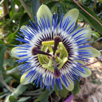 Męczennica błękitna - Passiflora caerulea