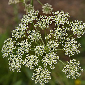 Peucedanum rablense - Gorysz