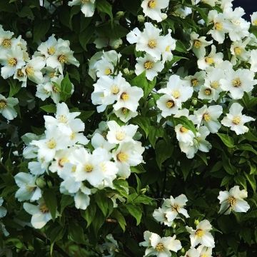 Philadelphus Belle Etoile - Jaśminowiec