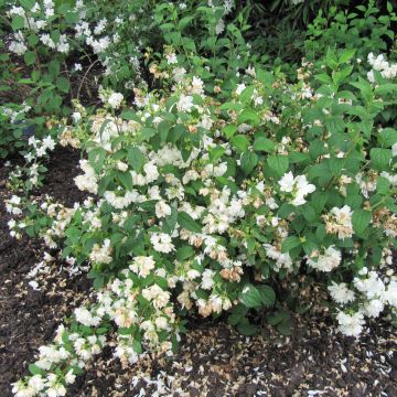 Philadelphus Snowbelle - Jaśminowiec