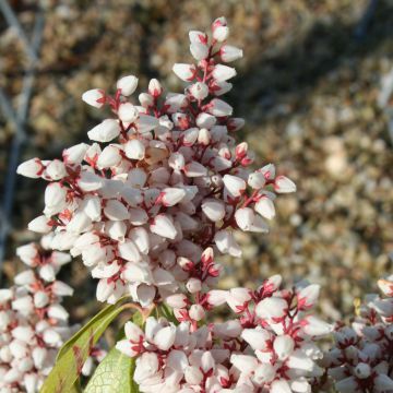 Pieris japoński Bonfire