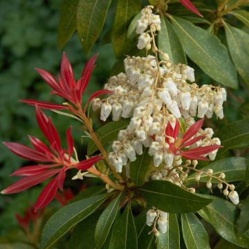 Pieris japoński Forest Flame