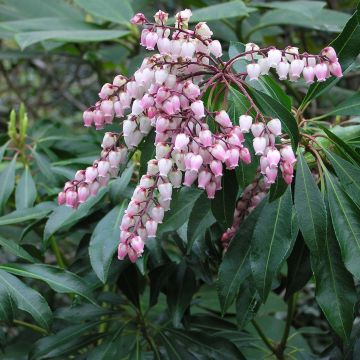Pieris japoński Pink passion Opstal 69