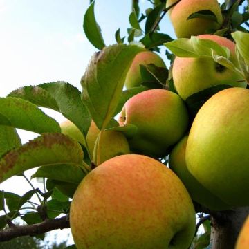 Jabłoń Golden Delicious
