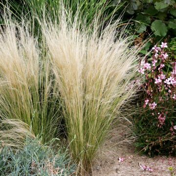 Ostnica cieniutka - Stipa tenuifolia