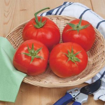 Pomidor Beefsteak