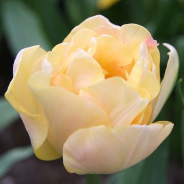 Tulipan Charming Lady - Tulipan pełny późny