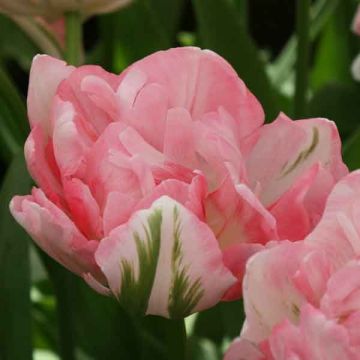 Tulipan Finola - Tulipan pełny późny
