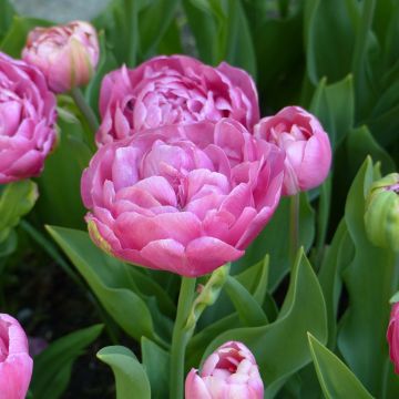 Tulipan Amazing Grace - Tulipan pełny wczesny