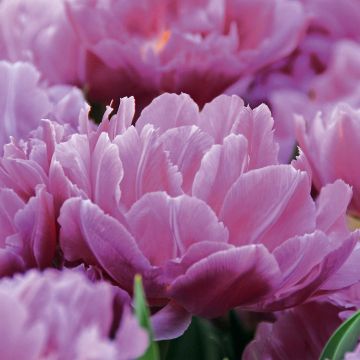 Tulipan Double Price - Tulipan pełny wczesny